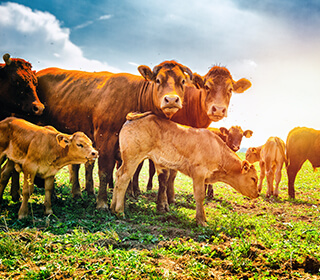 Cattle Tracking for Ranchers